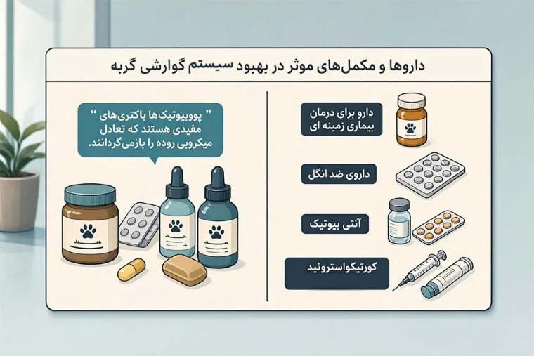 داروها و مکمل‌های موثر در بهبود سیستم گوارشی گربه
