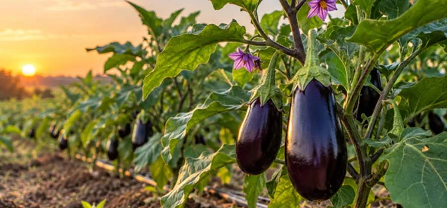 بادمجان را همه می خورند، اما کمتر کسی می‌تواند بکارد! چرا؟