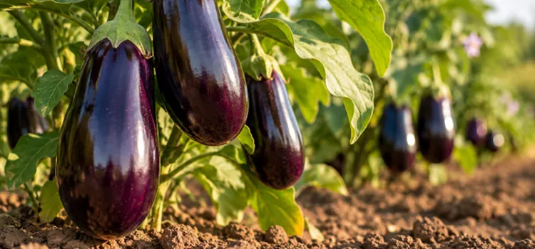 خرید بذر بادمجان