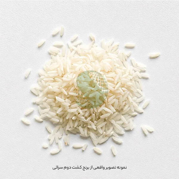 نمونه دانه برنج خام هاشمی کشت دوم