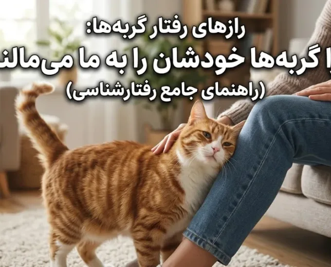 رازهای رفتار گربه‌ها: چرا گربه‌ها خودشان را به ما می‌مالند؟ (راهنمای جامع رفتارشناسی)